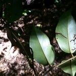 Swartzia polyphylla Лист