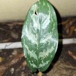 Aglaonema commutatumLeaf