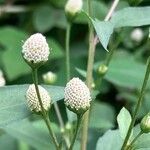 Acmella radicans Flower