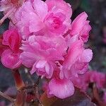 Begonia cucullata cv. 'Doublet Rose Pink' Blüte