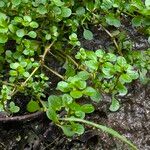 Lythrum portula Leaf