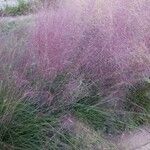 Muhlenbergia capillaris Лист