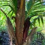 Acanthophoenix rubra Bark