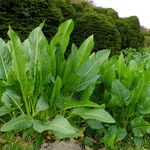 Rumex verticillatus Облик