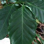 Coffea canephora 葉