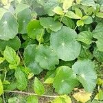 Hydrocotyle verticillata Leaf