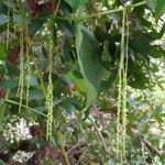 Dioscorea bulbifera Kvet