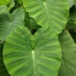 Colocasia esculenta Blatt