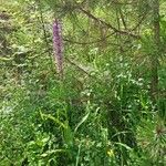 Dactylorhiza elata 整株植物