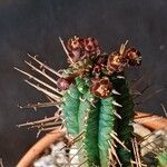 Euphorbia mammillaris Flower