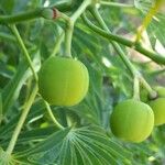 Manihot grahamii Fruit