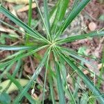 Cyperus laxus Yaprak