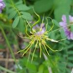 Coronilla varia Fruit