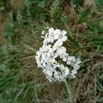 Achillea setacea Květ