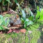 Microgramma lycopodioides Blad