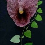 Aristolochia gigantea Flower