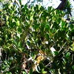 Alyxia hurlimannii Habit