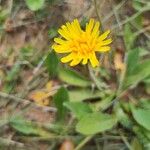 Sonchus bulbosus Flor