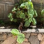 Aeonium castello-paivae Folha