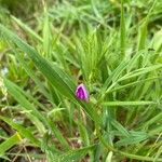 Vicia sativKwiat