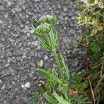 Valerianella discoidea Λουλούδι