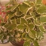 Plectranthus madagascariensis 叶