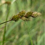 Carex leporina Φρούτο