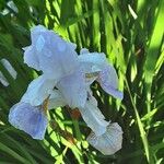 Iris pallida Fleur