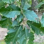 Quercus michauxii Leaf