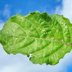 Ruellia ciliatiflora Leaf