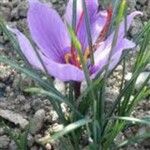 Crocus sativus Flors