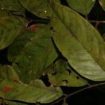 Pterocarpus hayesii Лист