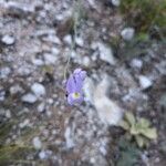 Linaria algarviana Flower
