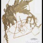 Selaginella parkeri Hoja