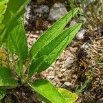 Campanula moesiaca Leaf