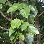 Ficus variegata Folio