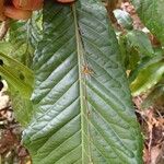 Cleidion macrophyllum 葉