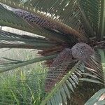 Macrozamia moorei Květ