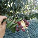 Lafoensia acuminata Fruto