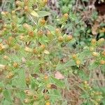 Pentanema squarrosum Flower