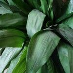 Aspidistra elatior Leaf