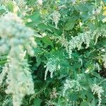 Chenopodium ficifolium 葉