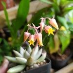 Echeveria tolimanensis Floare