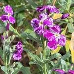 Matthiola incana പുഷ്പം