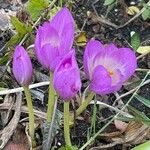 Colchicum speciosum Květ