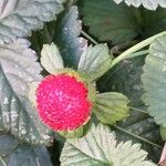 Potentilla indica Plod