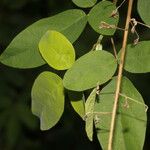 Desmodium procumbens Лист