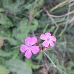 Dianthus borbasii Кветка