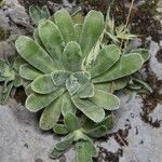 Saxifraga hostii Leaf