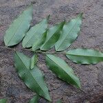 Diospyros abyssinica Blad